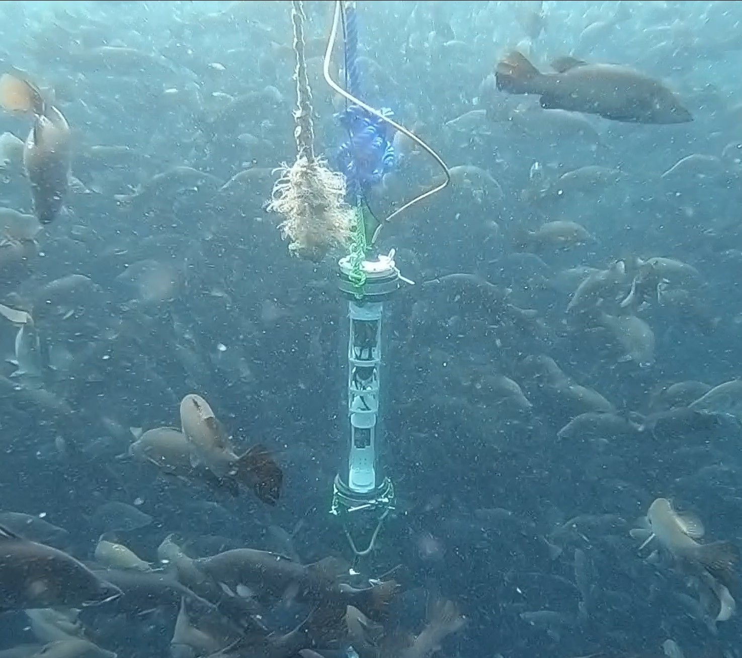 AquaSmart underwater fish monitoring system