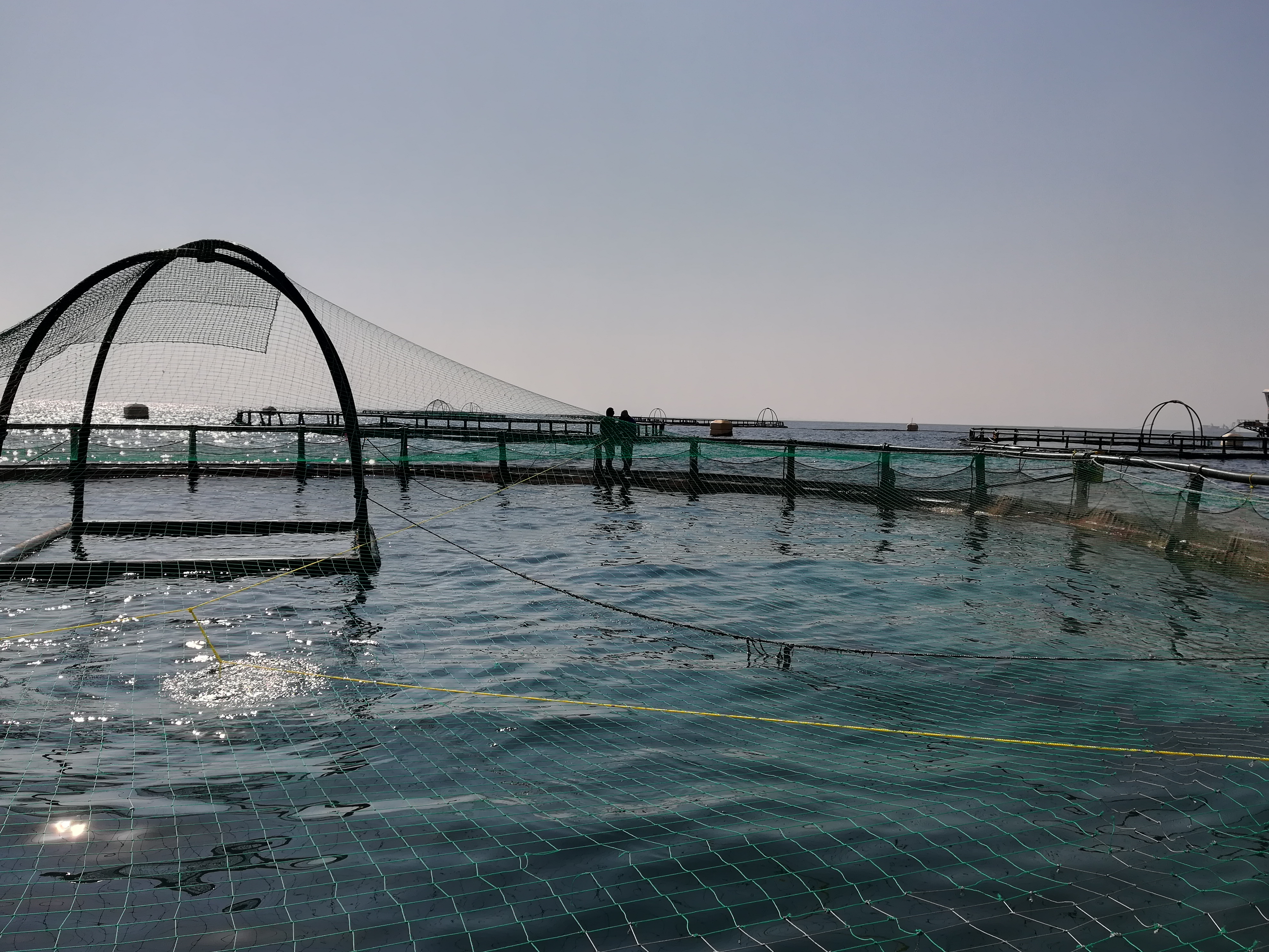 Circular aquaculture cages seen from above